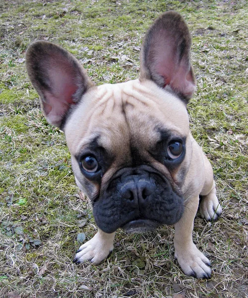 Portret Van Een Schattige Hond — Stockfoto