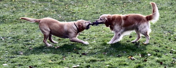公園のボールで遊ぶ犬 — ストック写真
