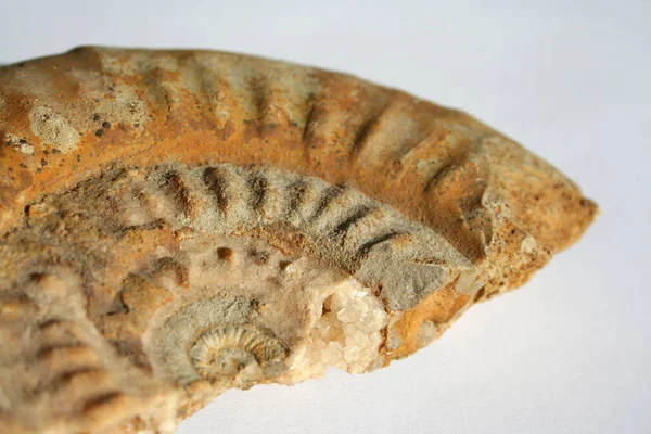 Escargot Mollusque Hélicoïdal Invertébré — Photo