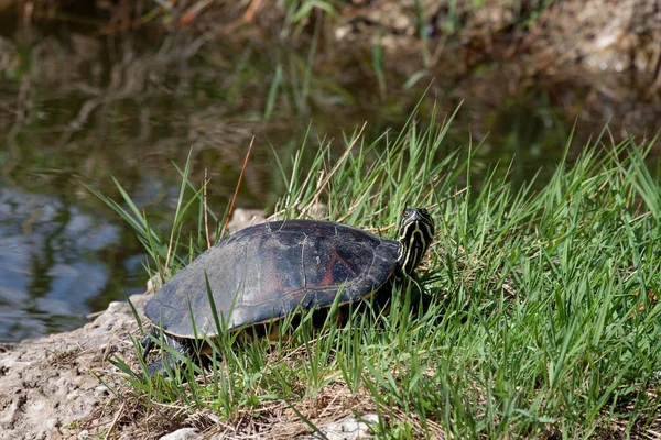 Tropische Schildpad Dier Natuur Fauna — Stockfoto