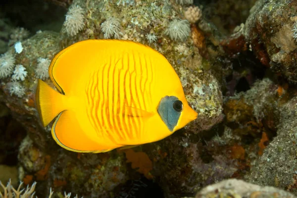 Vista Panorámica Los Peces Mariposa Bajo Agua — Foto de Stock