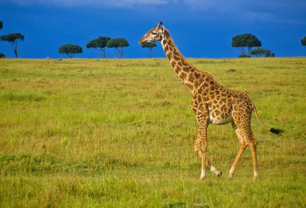 Giraf Dier Afrikaans Herbivoor Zoogdier — Stockfoto