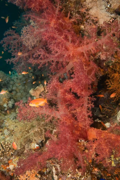 Coralli Oceani Subacquei Pesci — Foto Stock