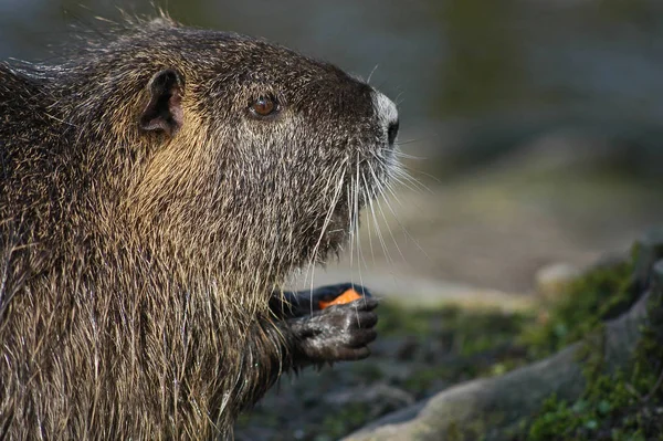 Nutria Tier Der Natur Myocastor Koypus — Stockfoto