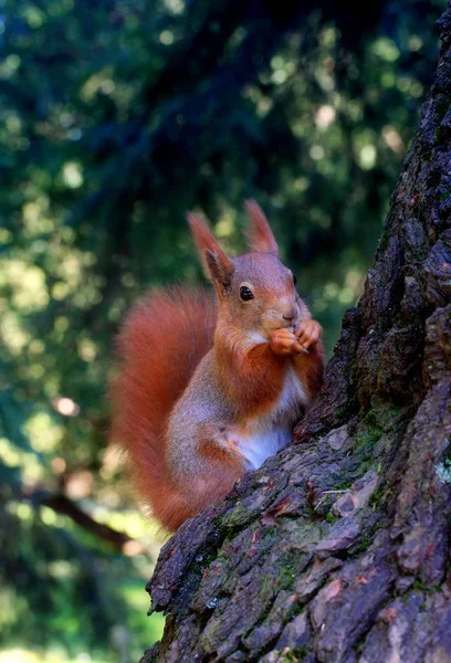 Mignon Écureuil Rongeur Drôle — Photo