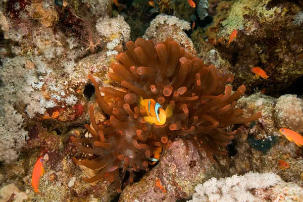 Anemonenfische Und Blasenanemonen — Stockfoto