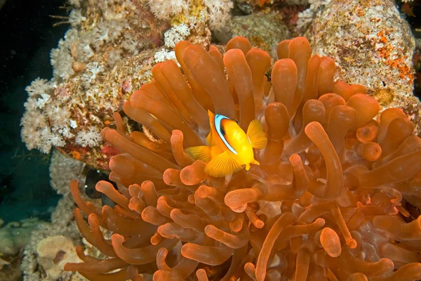 Anemonenfische Und Rote Blasenanemone — Stockfoto