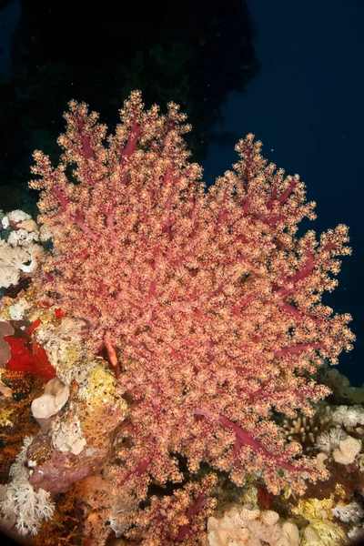 Meer Unter Wasser Korallen Und Fische Wasser — Stockfoto