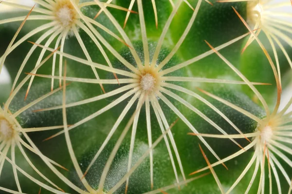 Krásný Botanický Záběr Přírodní Tapety — Stock fotografie