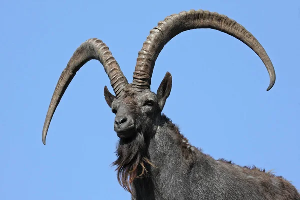 Ibex Animal Naturaleza Fauna — Foto de Stock