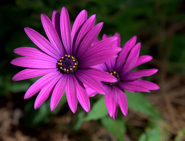 ดอกไม ในลาปาล — ภาพถ่ายสต็อก