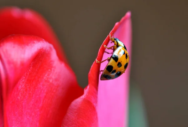 Όμορφη Θέα Των Φυσικών Λουλούδια Τουλίπα — Φωτογραφία Αρχείου