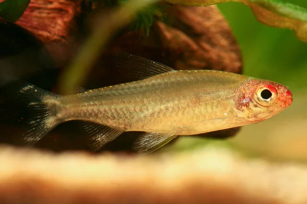 Vissen Het Aquarium — Stockfoto