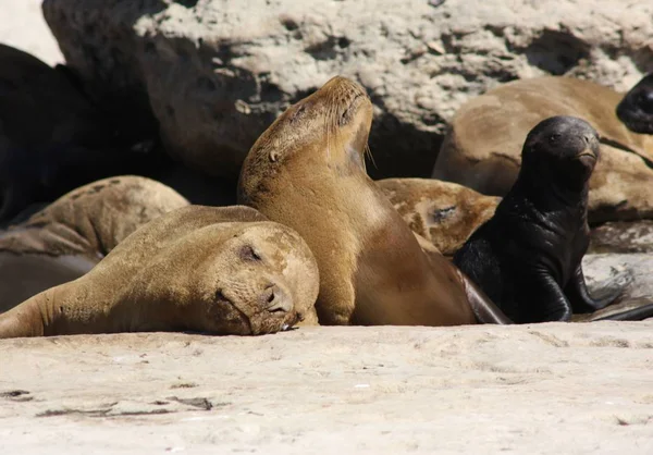 Leones Marinos Puerto Madryn — Foto de Stock