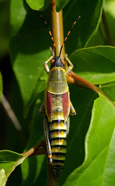 Insektenheuschrecke Kricketkäfer — Stockfoto