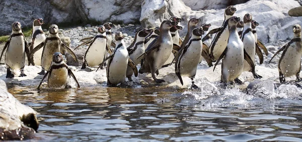 Graziosi Pinguini Natura Selvaggia — Foto Stock