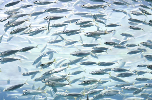 Sardines Mediterranean Sea Food — Stock Photo, Image