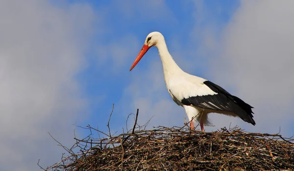 Pássaro Cegonha Vida Selvagem Fauna Natura — Fotografia de Stock