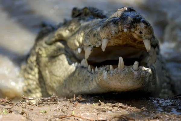 Coccodrillo Alligatore Animale Carnivoro — Foto Stock