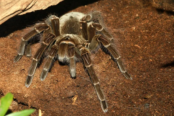 Tarantula Eng Gevaar Insecten — Stockfoto