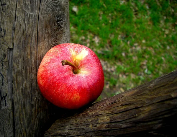 Äpple Trädstammen — Stockfoto