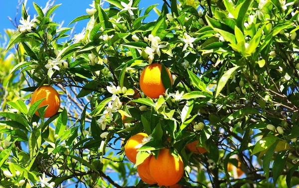 Oranges Flowers Tree — Stock Photo, Image