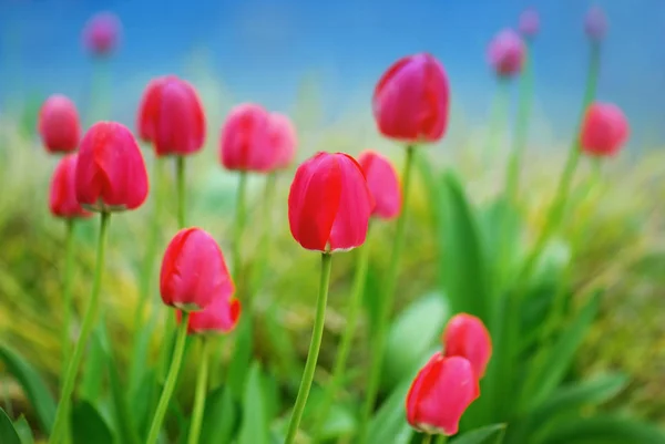 Bellissimi Fiori Tulipani Primaverili Flora — Foto Stock