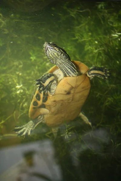 Черепаха Плавает Пруду — стоковое фото