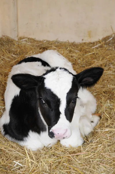 Animali Giovani Attenzione Selettiva — Foto Stock