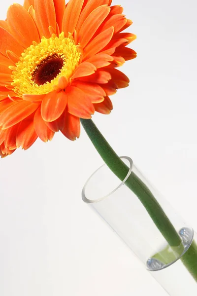 Oranžová Gerbera Květina Bílém Pozadí — Stock fotografie