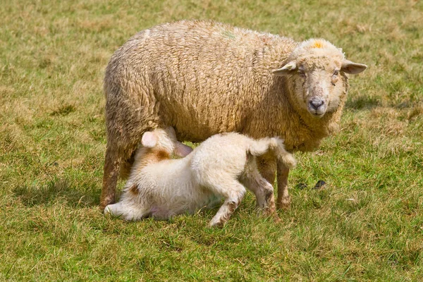 Aussichtsreicher Blick Auf Die Landwirtschaft Auf Dem Land — Stockfoto