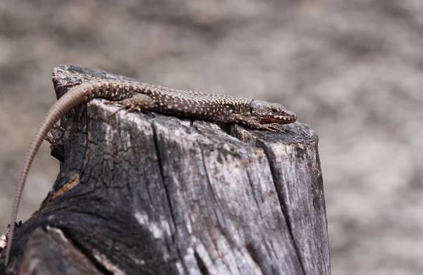 Viltlevande Ödla Reptil — Stockfoto