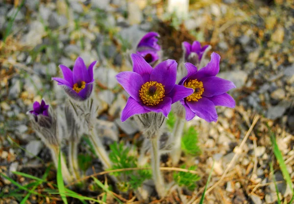 Lentebloemen Flora Bloemblaadjes — Stockfoto