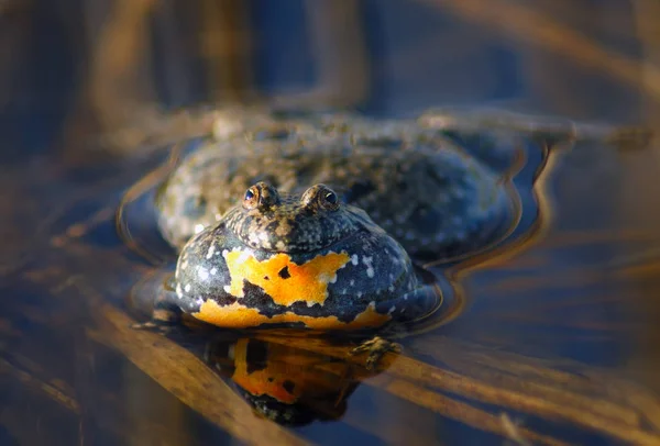 Amfibisch Dier Kikkerreptiel — Stockfoto