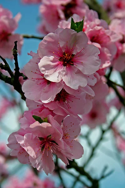 Spring Flowers Blossom Tree Branches Spring Blooming Flowers — Stock Photo, Image