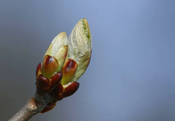 Schöne Botanische Aufnahme Natürliche Tapete — Stockfoto