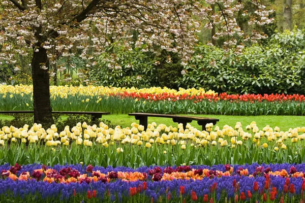 Frühling Tulpen Blumen Flora — Stockfoto