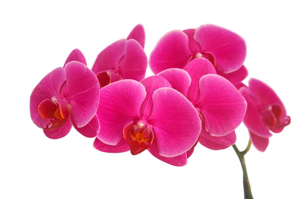 Malownicze Piękne Kolorowe Kwiaty Storczyk — Zdjęcie stockowe