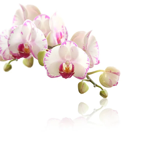 Landschaftlich Schöne Bunte Orchideenblume — Stockfoto