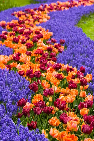 Flora Fogliame Primaverili Petali Fiori Tulipano — Foto Stock