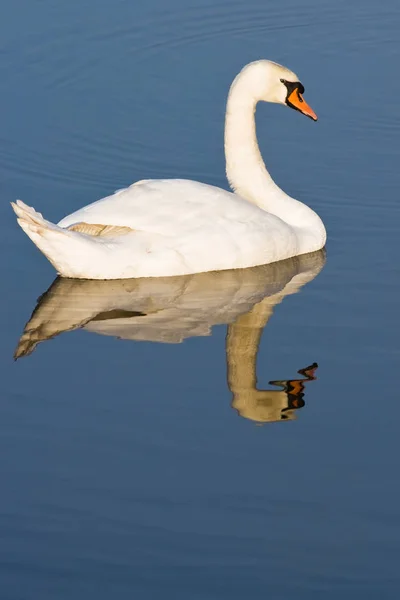 Vue Panoramique Cygne Majestueux Nature — Photo