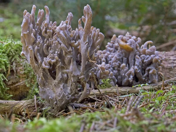 Culture Champignons Dans Forêt Fond Nature — Photo