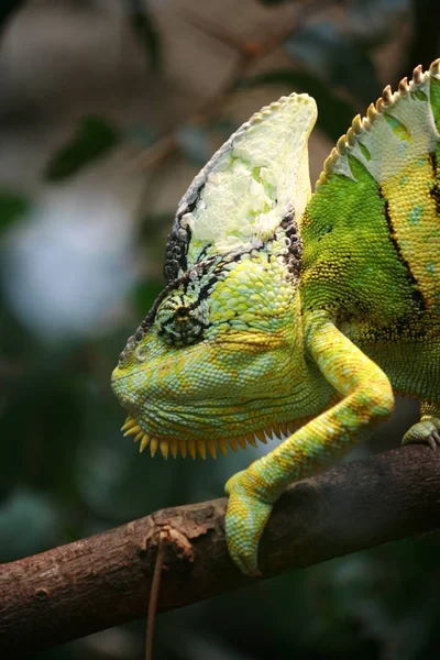 Reptil Lagarto Exótico Camaleón — Foto de Stock