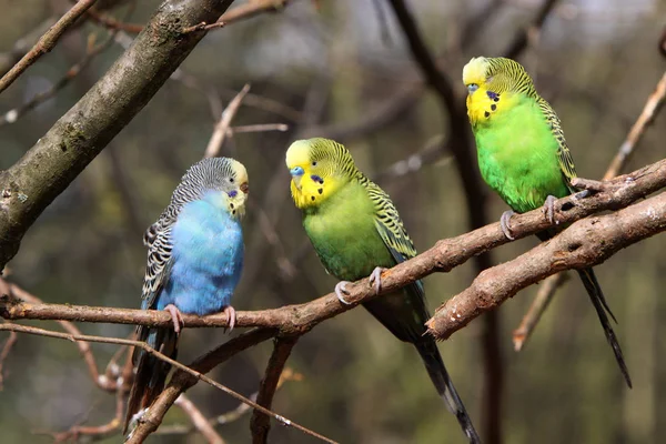 Renkli Muhabbet Kuşlarının Manzaralı Papağanları — Stok fotoğraf