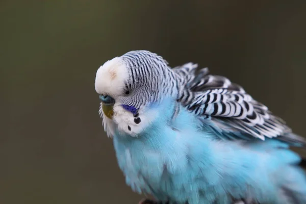 Vista Panoramica Colorati Pappagalli Budgerigar — Foto Stock