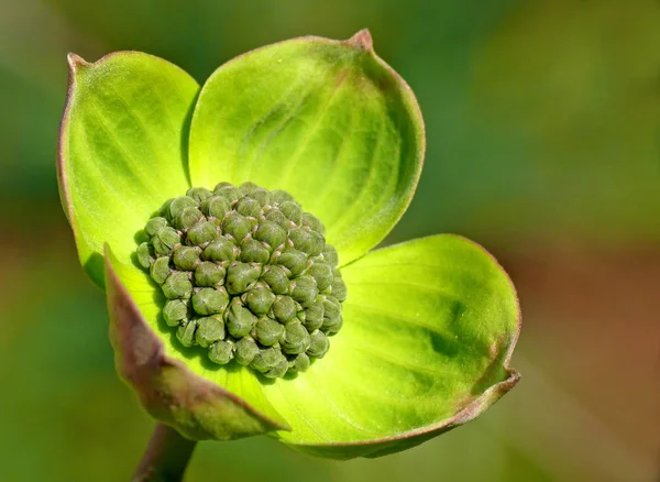 Récolteuse Fleur Nuttall Récolteuse Fleur Pacifique Inflorescence Est Constituée Nombreuses — Photo