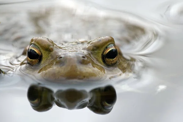 Krötenreptil Frosch Amphibientier — Stockfoto