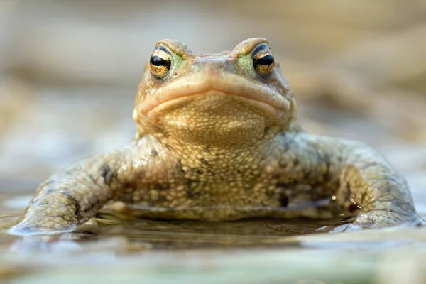 Crapaud Reptile Grenouille Amphibien Animal — Photo