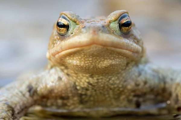 Krötenreptil Frosch Amphibientier — Stockfoto