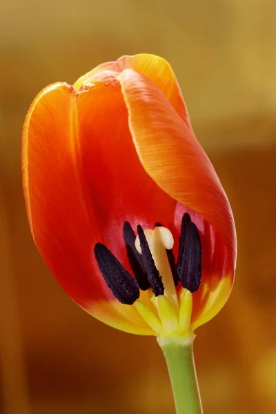 Весенние Цветы Тюльпанов Флора — стоковое фото
